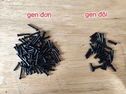 Gen vợt đôi có giá thành cao